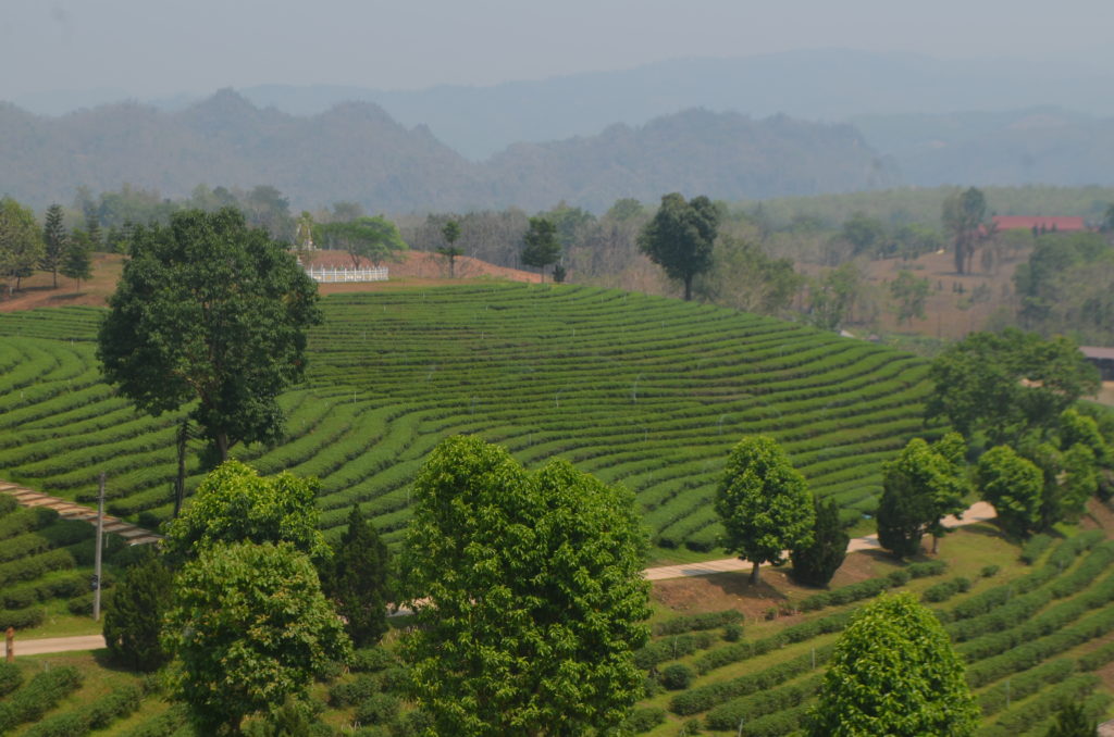 Thailabd tea plantation 1