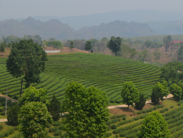 Tea plantations in northern Thailand
