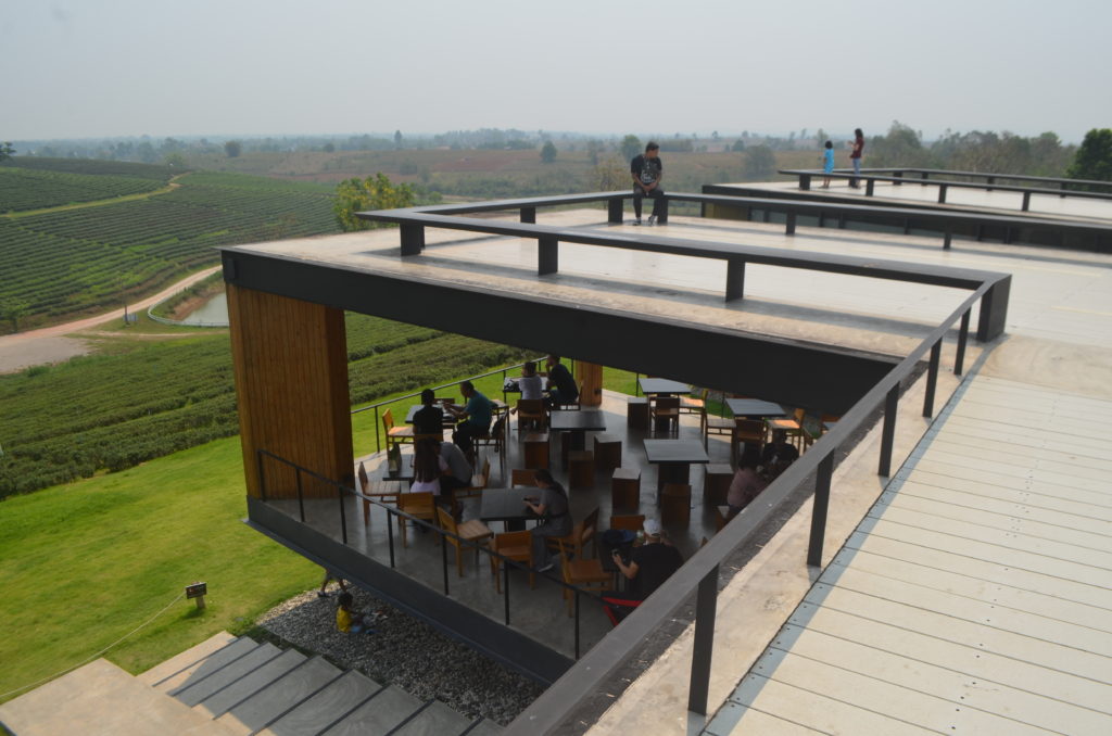 Thailand tea plantation 2