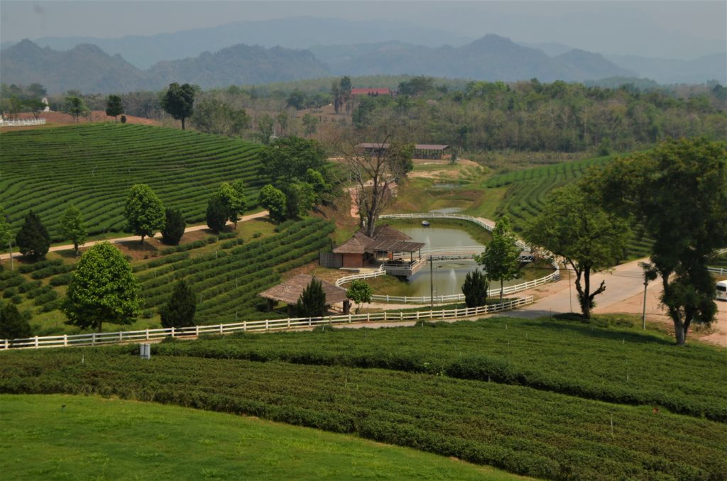 Thailand tea plantation 3